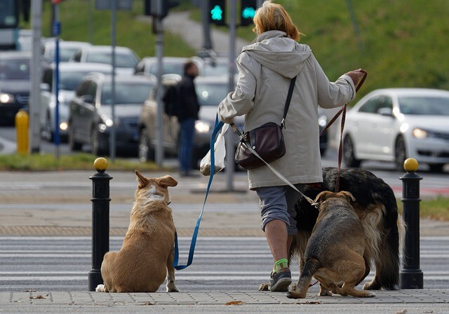 A dog-friendly job is in high demand