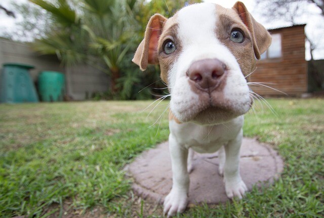 Dog sniffing is like going to the movies for us