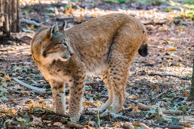 Hiding Foreign Legion big cats