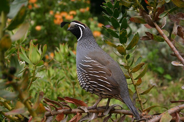 A parade of hooded quails