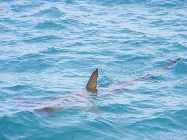 The missing man died in the stomach of a shark