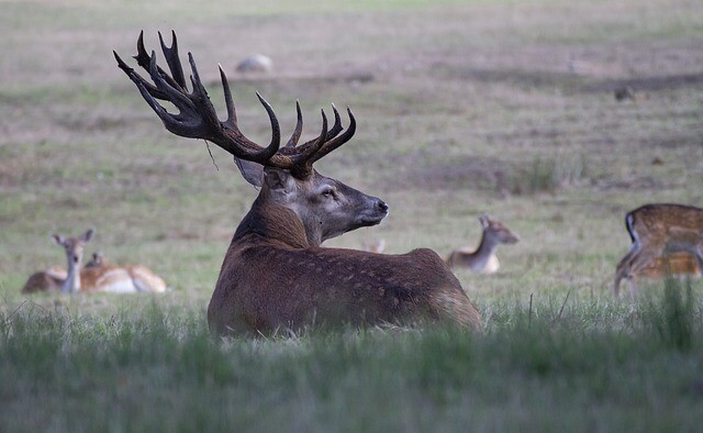 Antlers in the house? Do you have permission?