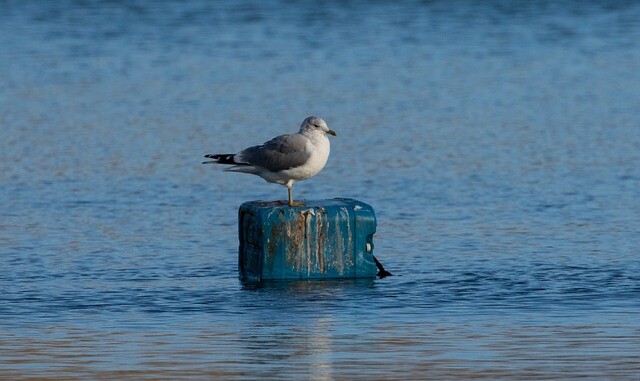 Chicks are also endangered by plastic