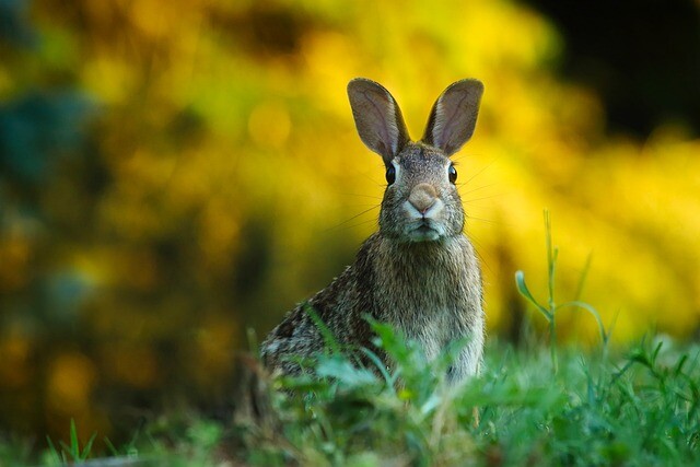 A bunny sat in the grass and then jumped in front of a car