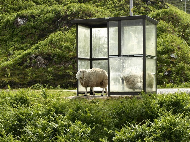 Driving in a sheep bus is awesome