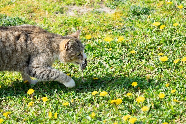 Tenderizing meat while hunting, that's how cats do it