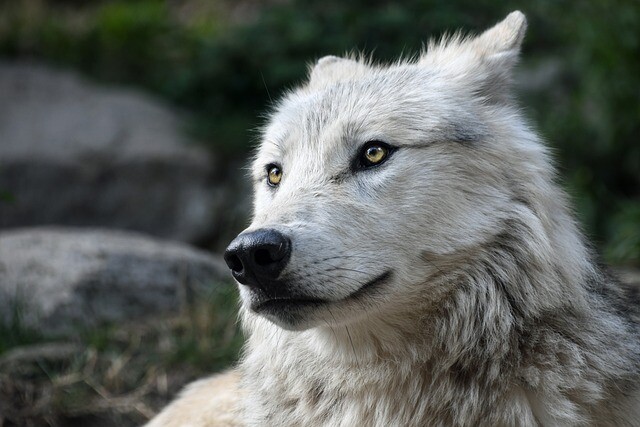 The Swiss wolf roams the area around Buda