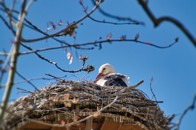 Turdus gives you the option of the telephone stork