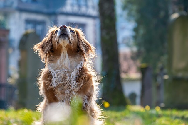 Dogs look strange when they are not spoken to in their usual language