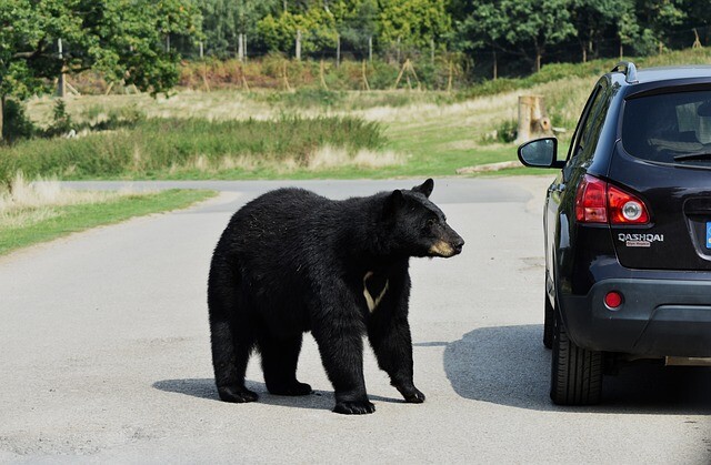 Excessive soda consumption is dangerous. And the bears?