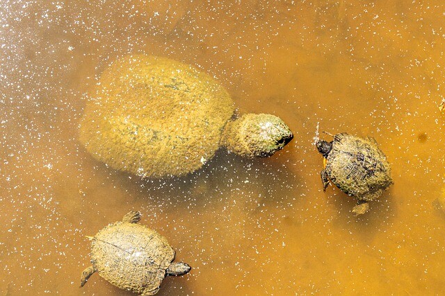 Alligator turtle in the water. So what?!