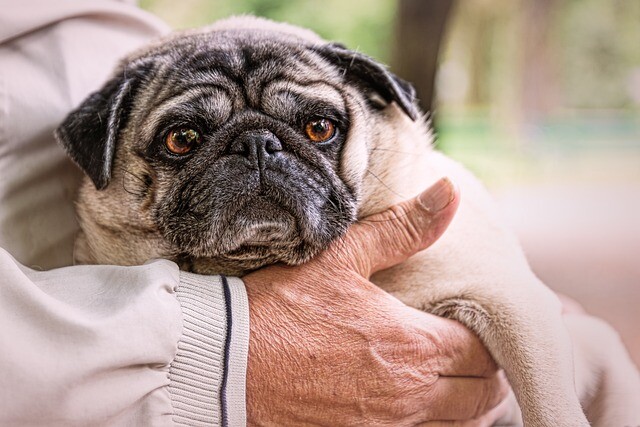 Dental care, keeping the teeth for an old dog