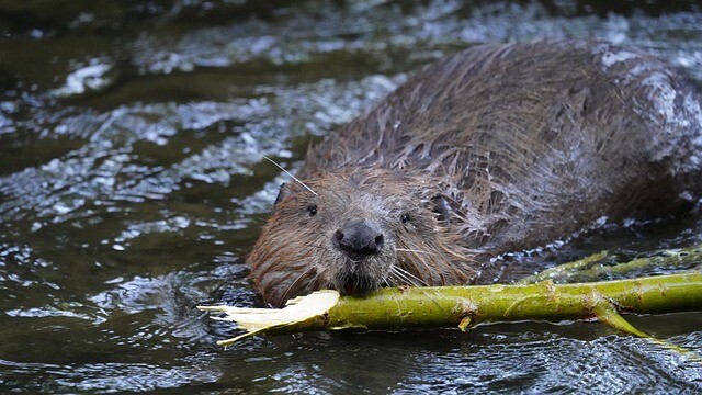 The beaver measured the pipe and got stuck