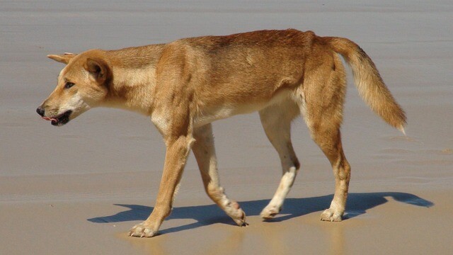 A bear is not a toy, but neither is a dingo