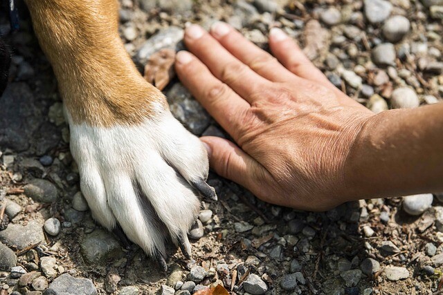 If you can't entrust your pet to someone, they can't go with you