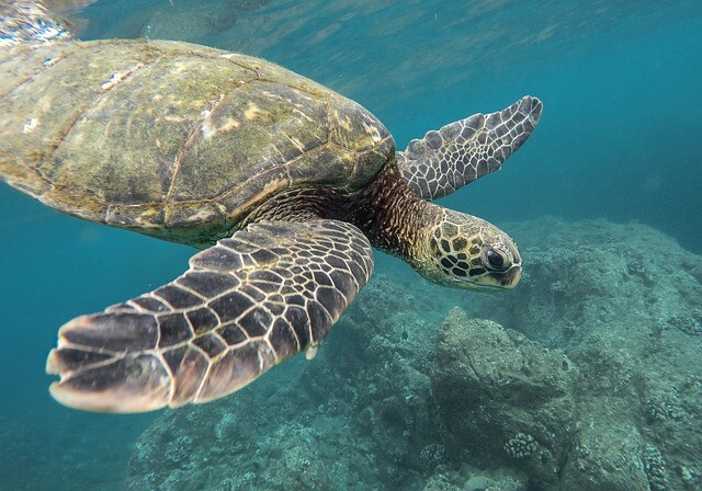 Sunlight, sea, and snapping turtles