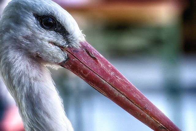 The saved stork stays in the family