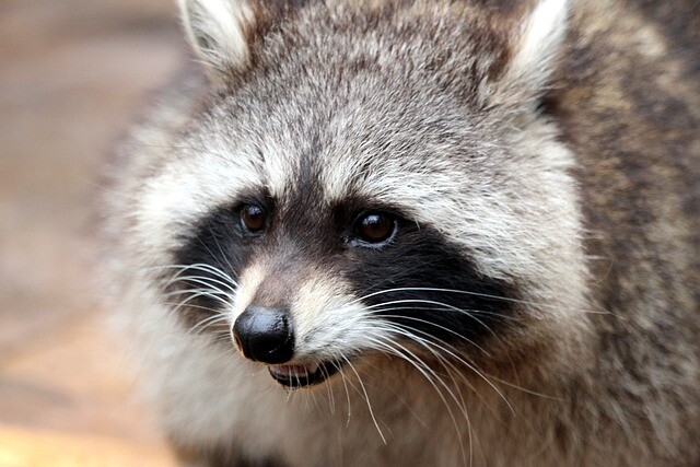 Raccoons in Hungary? It's not a joke, it's reality