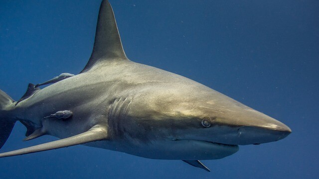 A shark was in trouble and bathers helped him