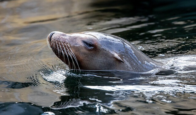 Sea lions came and went with the tide