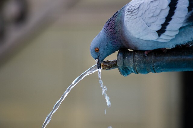 Terrible birds of prey are raiding Nyugati Square