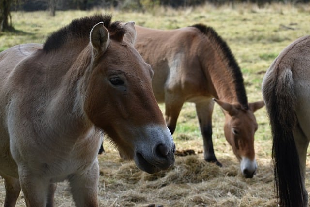 Wild horses were observed with drones