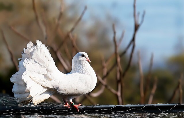 Mike Tyson wanted a Polish pigeon and went for it