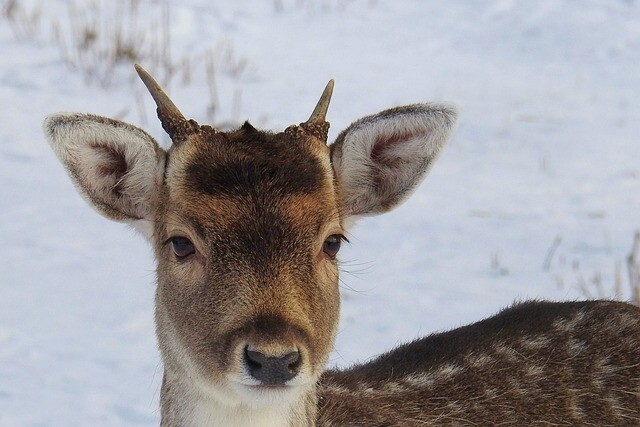 A deer looked away at the school