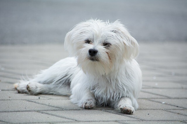 Dog inspectors scan the area of Vienna