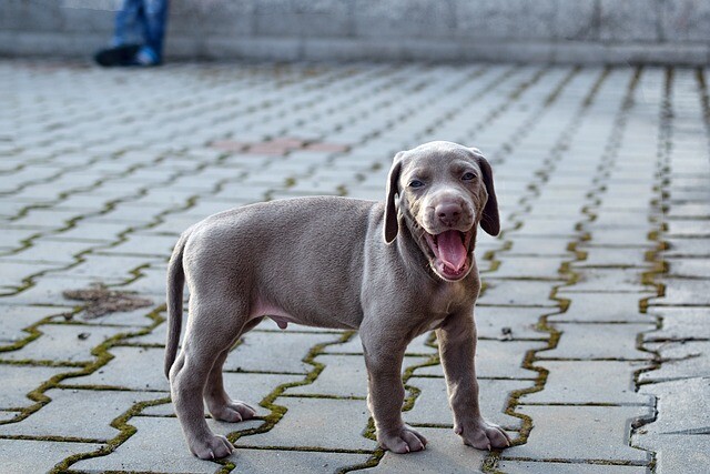 They got rid of beautiful Weimaraners