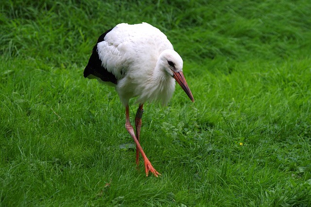 Karcsi stork goes to the beach